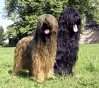 Briard