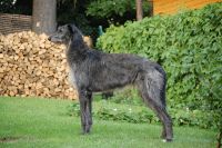 Deerhound
