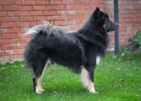 Eurasier
