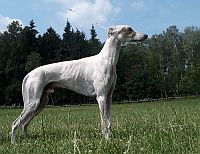 Greyhound