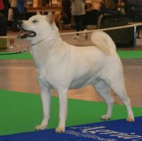 Kishu