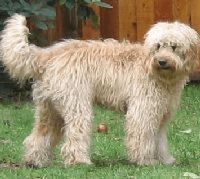 Labradoodle