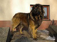 Leonberger