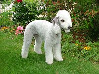 Bedlington