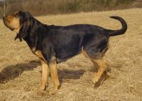 Bloodhound