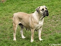 Boerboel