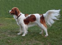 Kooikerhondje